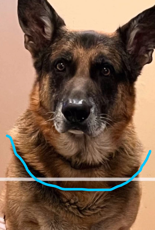 Custom Order: Pet Portrait, Deposit